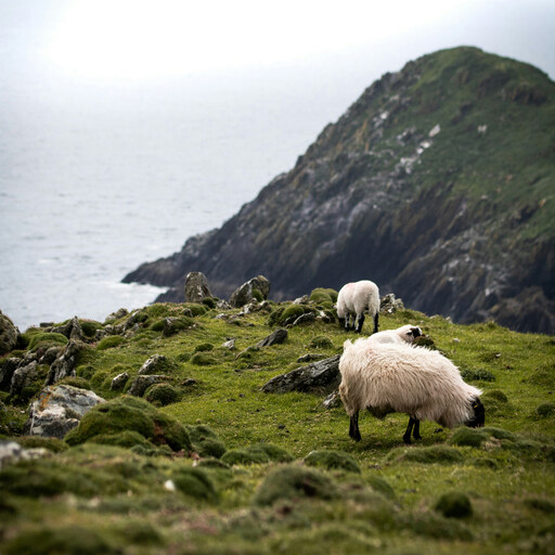 Two sheep grazing on a rocky clifftop above the Atlantic Ocean in Ireland