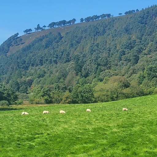 A flock of sheep grazing in a lush green Irish valley surrounded by forest