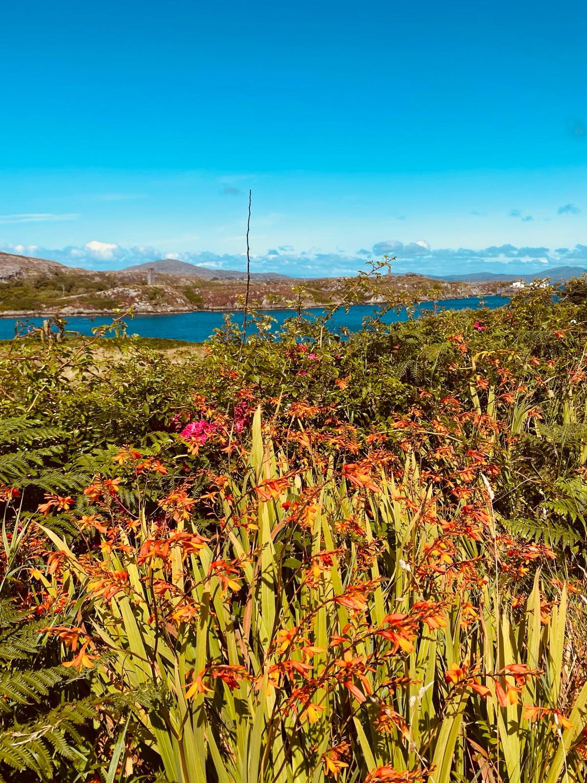 Orange crocosmia wildflowers in front of a blue Irish bay